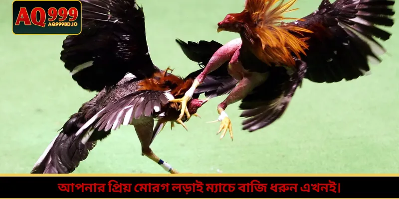 আপনার প্রিয় মোরগ লড়াই ম্যাচে বাজি ধরুন এখনই।