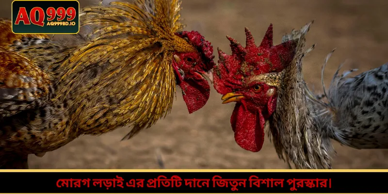 মোরগ লড়াই এর প্রতিটি দানে জিতুন বিশাল পুরস্কার।