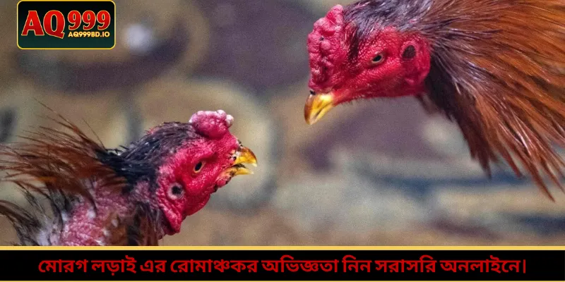 মোরগ লড়াই এর রোমাঞ্চকর অভিজ্ঞতা নিন সরাসরি অনলাইনে।