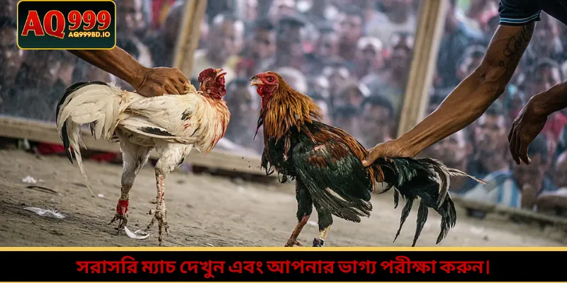 সরাসরি ম্যাচ দেখুন এবং আপনার ভাগ্য পরীক্ষা করুন।
