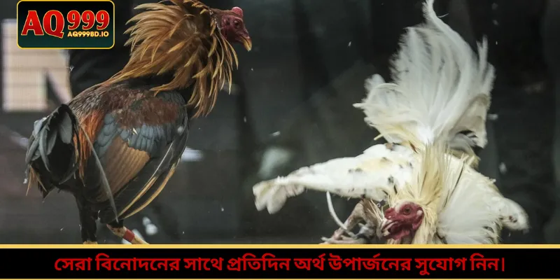সেরা বিনোদনের সাথে প্রতিদিন অর্থ উপার্জনের সুযোগ নিন।
